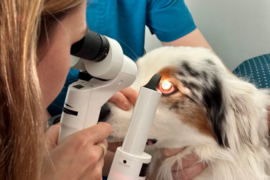 badanie-okulistyczne-psa-kota-kiedy-pilnie-do-weterynarza