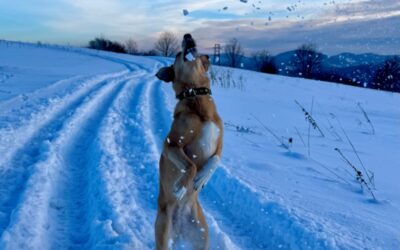 Czy pies może jeść śnieg? Sprawdź, kiedy to jest niebezpieczne