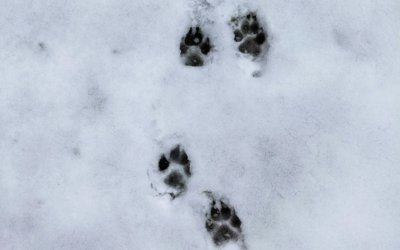 Jak chronić psie łapy zimą? Skuteczna ochrona opuszek przed mrozem, solą i lodem