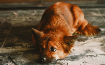 Ból u psa i kota – jak go rozpoznać i dlaczego nie wolno go ignorować?