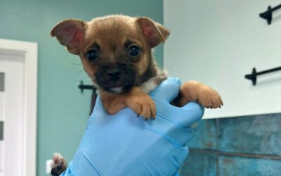 W jakim wieku szczenię powinno trafić do nowego domu?