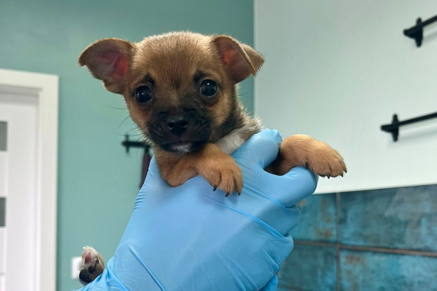 kiedy-szczeniak-moze-trafic-do-nowego-domu