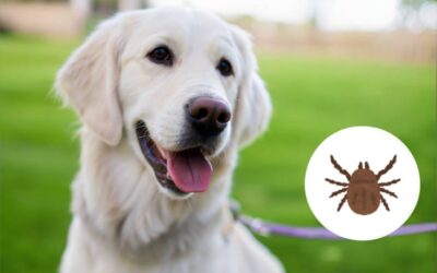 Kleszcze nie śpią!