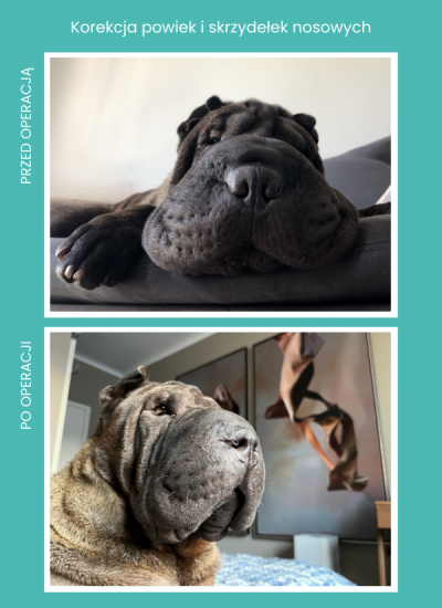 shar-pei-korekcja-powiek