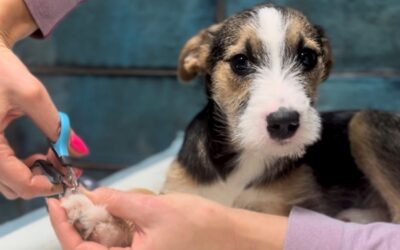 Trening kooperacyjny psa – jak przygotować zwierzę do wizyt u weterynarza i zabiegów pielęgnacyjnych?